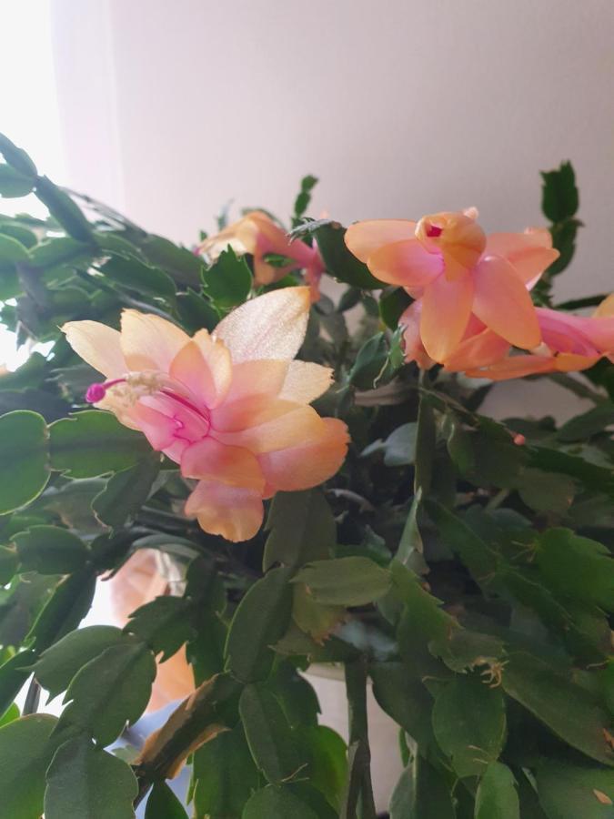 Apartman Noa 크닌 외부 사진